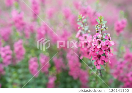 Beautiful pink Salvia nemorosa flowers in full bloom growing in the natural. Beautiful pink Salvia nemorosa flowers in full bloom growing in the natural. 126141500