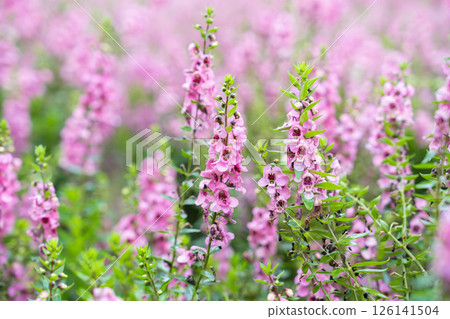 Beautiful pink Salvia nemorosa flowers in full bloom growing in the natural wind. 126141504