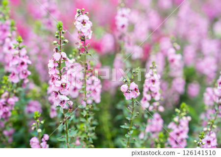 Beautiful pink Salvia nemorosa flowers in full bloom growing in the natural wind. 126141510