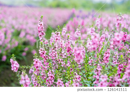 Beautiful pink Salvia nemorosa flowers in full bloom growing in the natural wind. Beautiful pink Salvia nemorosa flowers in full bloom growing in the natural wind. 126141511