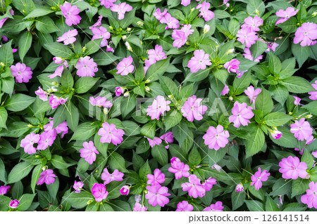Impatiens new guinea in pink in full bloom. 126141514