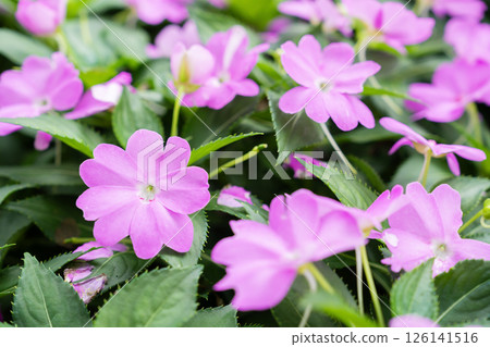 Impatiens new guinea in pink in full bloom. 126141516