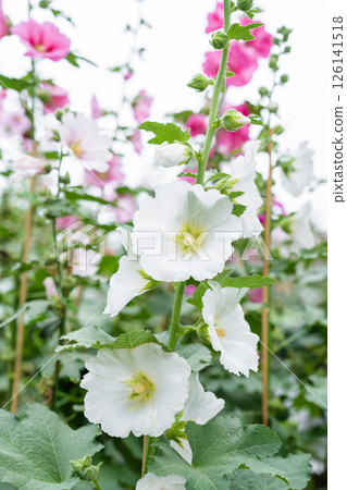 Blooming Pink color hollyhock flower. Blooming Pink color hollyhock flower. 126141518