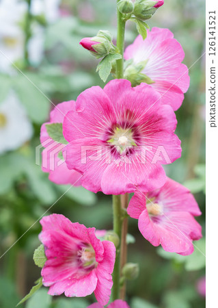 Blooming Pink color hollyhock flower. 126141521