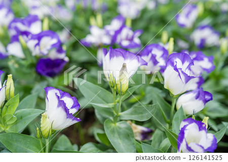 White and Purple Rosita Lisianthus flower. 126141525