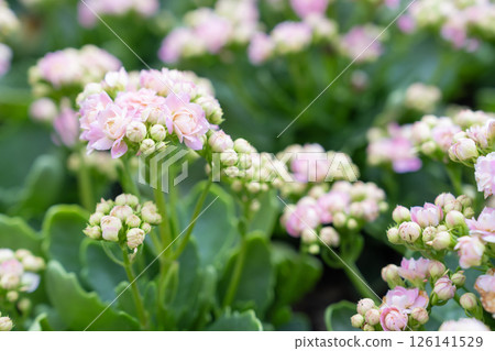 Vibrant Pink Kalanchoe blossfeldiana Blooming in Garden. Vibrant Pink Kalanchoe blossfeldiana Blooming in Garden. 126141529