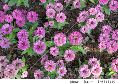 Bright pink fresh Zinnia Dahlia flowers on green leaves background in summer in the garden. 126141539