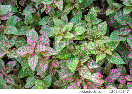 Pink foliage, Hypoestes phyllostachya, garden plant. 126141547