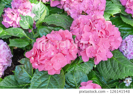 Hydrangea pink color flowers are beautifully blooming in garden. 126141548