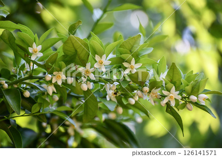 Tachibana flowers Tachibana flowers 126141571