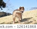 Turning around puppy Sheltie 126141868