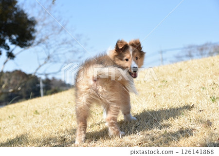 轉身小狗喜樂蒂 126141868