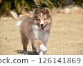 A happy puppy, Sheltie 126141869