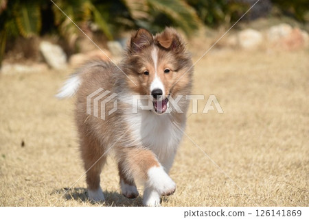 一隻快樂的小狗，喜樂蒂牧羊犬 126141869