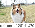 A fun dog, Sheltie 126141870