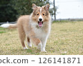 Smiling puppy Sheltie 126141871