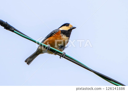 Parus perched on a power line 126141886