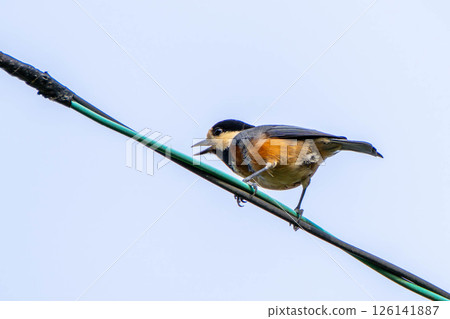 Parus perched on a power line 126141887