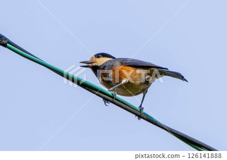 Parus perched on a power line 126141888