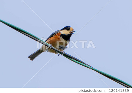 Parus perched on a power line 126141889