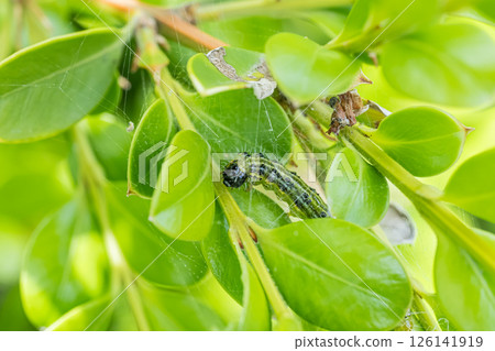 絲絨蛾幼蟲 絲絨蛾幼蟲 126141919