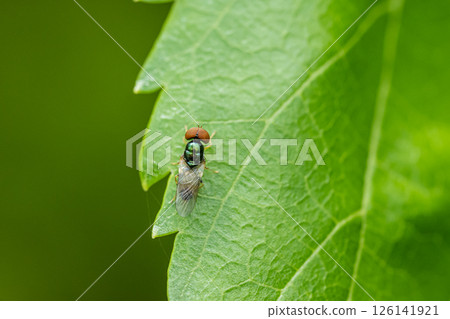 Harakin Mizubu Harakin Mizubu 126141921