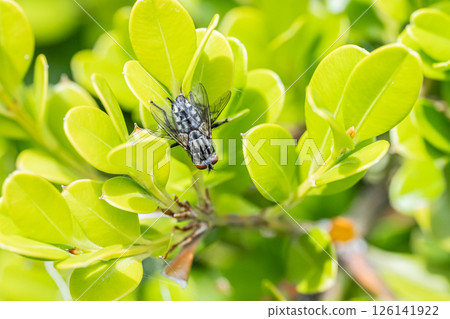 交配的肉蠅 126141922