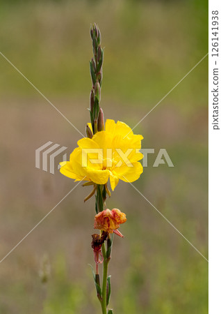 Waiting grass Waiting grass 126141938