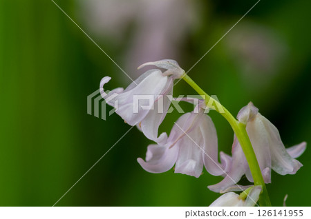 貝爾水仙花 貝爾水仙花 126141955
