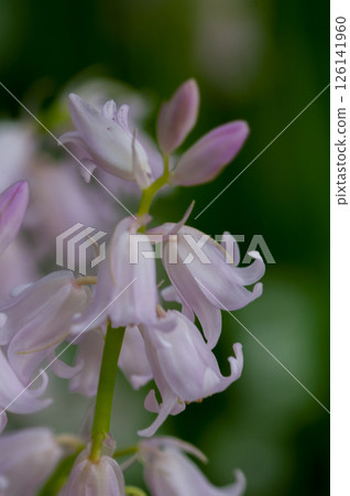 Bell Daffodil Bell Daffodil 126141960