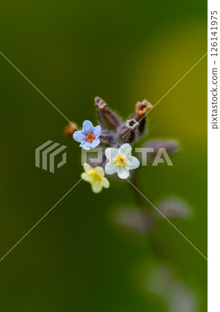 勿忘我（Myosotis discolor），其花會變色。 126141975