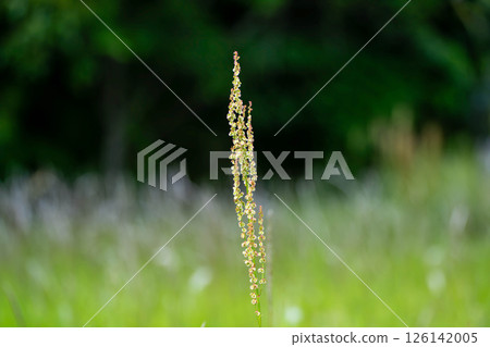 Sorrel bathed in spring sunlight 126142005