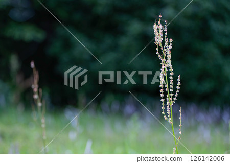 Sorrel bathed in spring sunlight 126142006