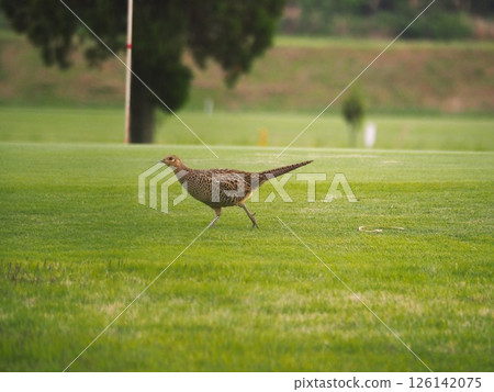 生活在埼玉縣川口市荒川河床上的雉雞。 126142075