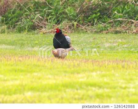 生活在埼玉縣川口市荒川河床上的雉雞。 生活在埼玉縣川口市荒川河床上的雉雞。 126142088