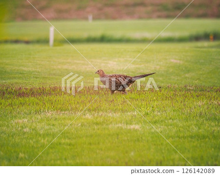生活在埼玉縣川口市荒川河床上的雉雞。 126142089