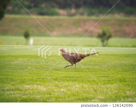 生活在埼玉縣川口市荒川河床上的雉雞。 生活在埼玉縣川口市荒川河床上的雉雞。 126142090
