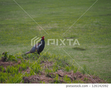 生活在埼玉縣川口市荒川河床上的雉雞。 生活在埼玉縣川口市荒川河床上的雉雞。 126142092