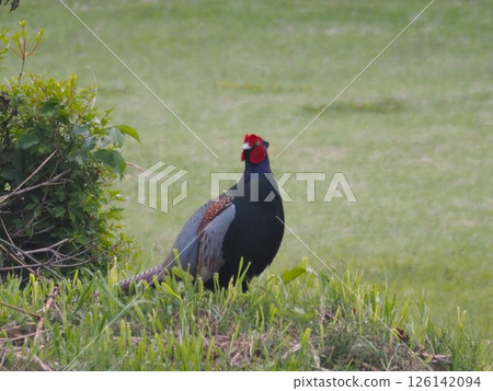 生活在埼玉縣川口市荒川河床上的雉雞。 126142094