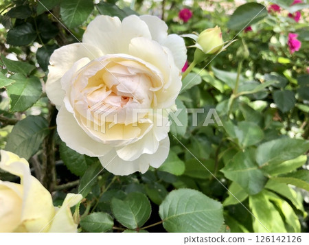 Rose bolero 126142126