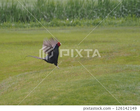 Pheasants living on the banks of the Arakawa River in Kawaguchi City, Saitama Prefecture Pheasants living on the banks of the Arakawa River in Kawaguchi City, Saitama Prefecture 126142149