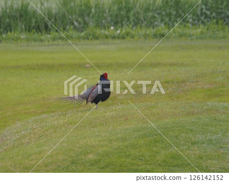 Pheasants living on the banks of the Arakawa River in Kawaguchi City, Saitama Prefecture 126142152