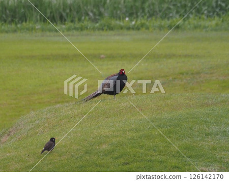 Pheasants living on the banks of the Arakawa River in Kawaguchi City, Saitama Prefecture Pheasants living on the banks of the Arakawa River in Kawaguchi City, Saitama Prefecture 126142170