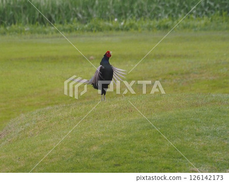 生活在埼玉縣川口市荒川河床上的雉雞。 126142173