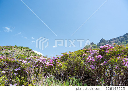美山霧島在晴朗的天氣在阿蘇仙水峽綻放 美山霧島在晴朗的天氣在阿蘇仙水峽綻放 126142225