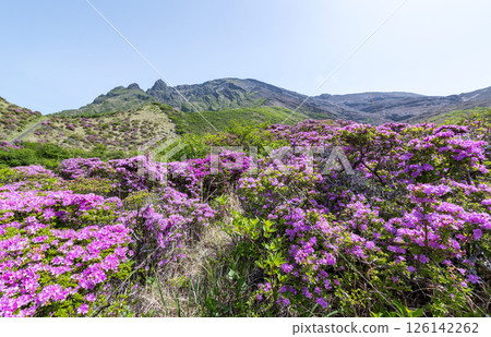 Miyama Kirishima blooming in Aso Sensuikyo in fine weather Miyama Kirishima blooming in Aso Sensuikyo in fine weather 126142262