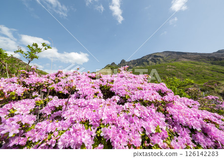 Miyama Kirishima blooming in Aso Sensuikyo in fine weather 126142283