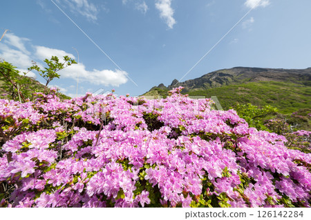 Miyama Kirishima blooming in Aso Sensuikyo in fine weather Miyama Kirishima blooming in Aso Sensuikyo in fine weather 126142284