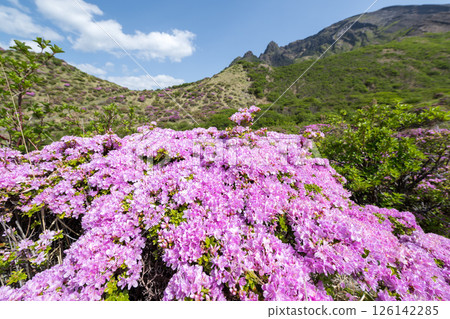 Miyama Kirishima blooming in Aso Sensuikyo in fine weather 126142285