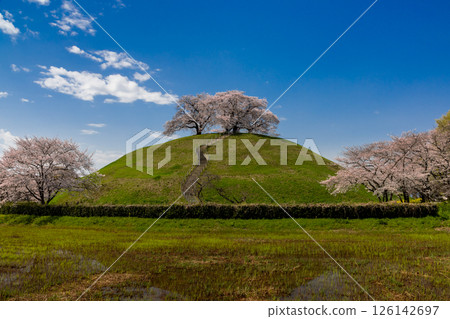 埼玉縣行田市，埼玉縣，櫻花名勝埼玉古墳公園，丸墓山古墳，染井吉野櫻盛開 126142697